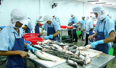 Processing fish at QVD Food Company in Sa Dec Industrial Zone, Dong Thap Province (Photo: SGGP) Processing fish at QVD Food Company in Sa Dec Industrial Zone, Dong Thap Province (Photo: SGGP)
